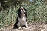 CAVALIER KING CHARLES 202